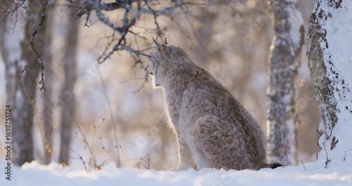 Majestic Lynx in Snowy Scandinavian Landscape
