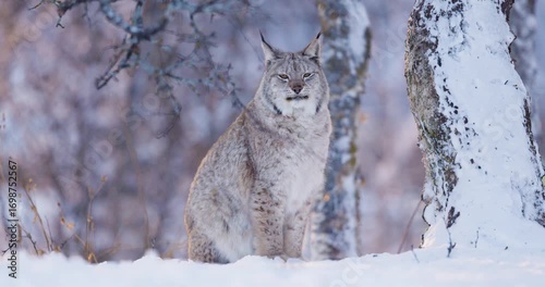 Majestic Lynx in Snowy Nordic Forest