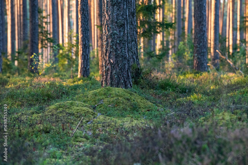 Fototapeta premium forest in autumn