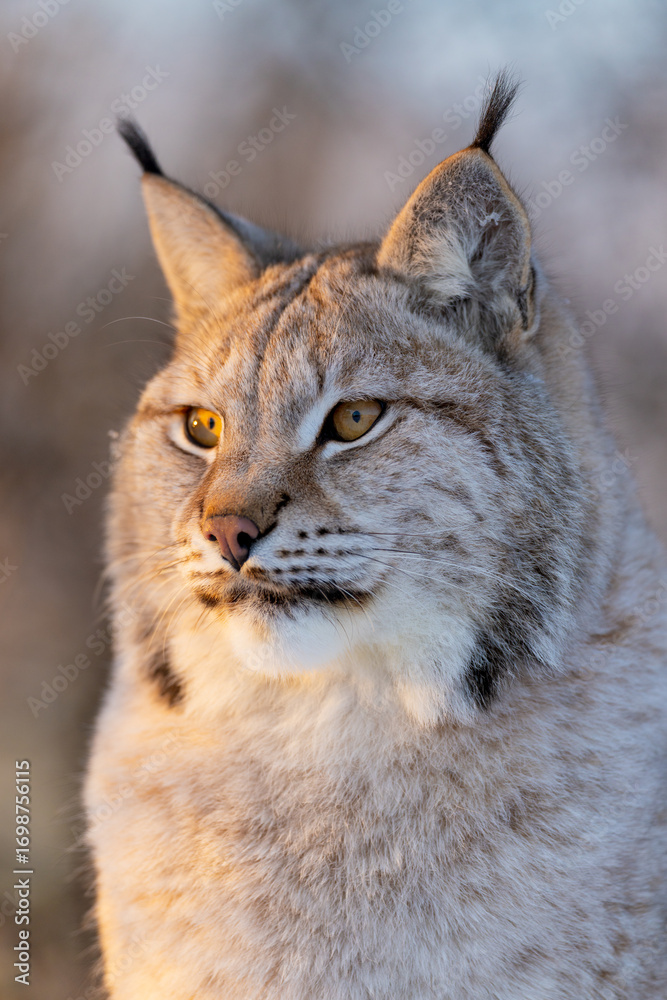 Fototapeta premium Close-up of lynx in natural habitat