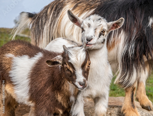 Nigerian dwarf goat kids play  with nanny close by  in open field with boulders