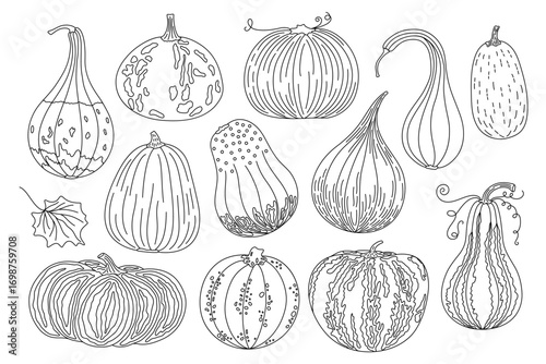 Pumpkins set outline simple hand drawn vector illustration, doodle vegetable for seasonal autumn, fall holidays celebration design, healthy vegetarian diet ingredient, Thanksgiving, Halloween clipart