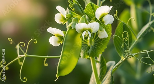 Flowering pea plant with fresh pods in sunlight.