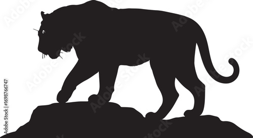 Black silhouette of a tiger walking on rocks white