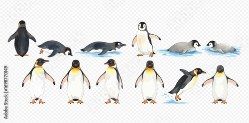 A collection of watercolor illustrations depicting various emperor penguin adults and chicks in different poses and activities.