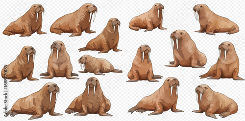 Collection of cartoon walruses in various poses, including sitting, lying down, and looking forward.