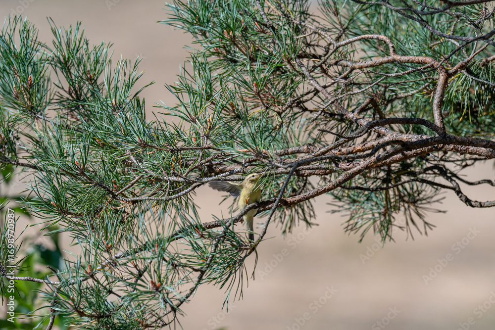 Naklejka premium Jewel of the Forest: Vibrant Warbler in a Sunlit Pine Tree