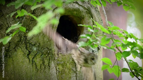 Tawny owl ( Strix aluco ) sitiing in forest	