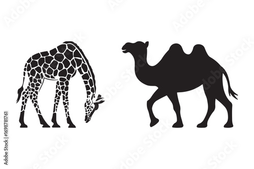 Silhouette of a giraffe and a camel on a white background