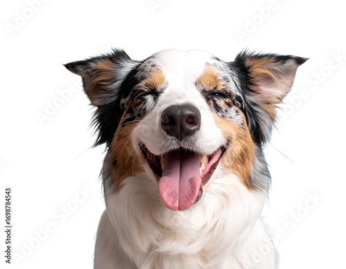  Firefly_ Happy dog puppy winking an eye and smiling on colored blue backgorund with closed ey 