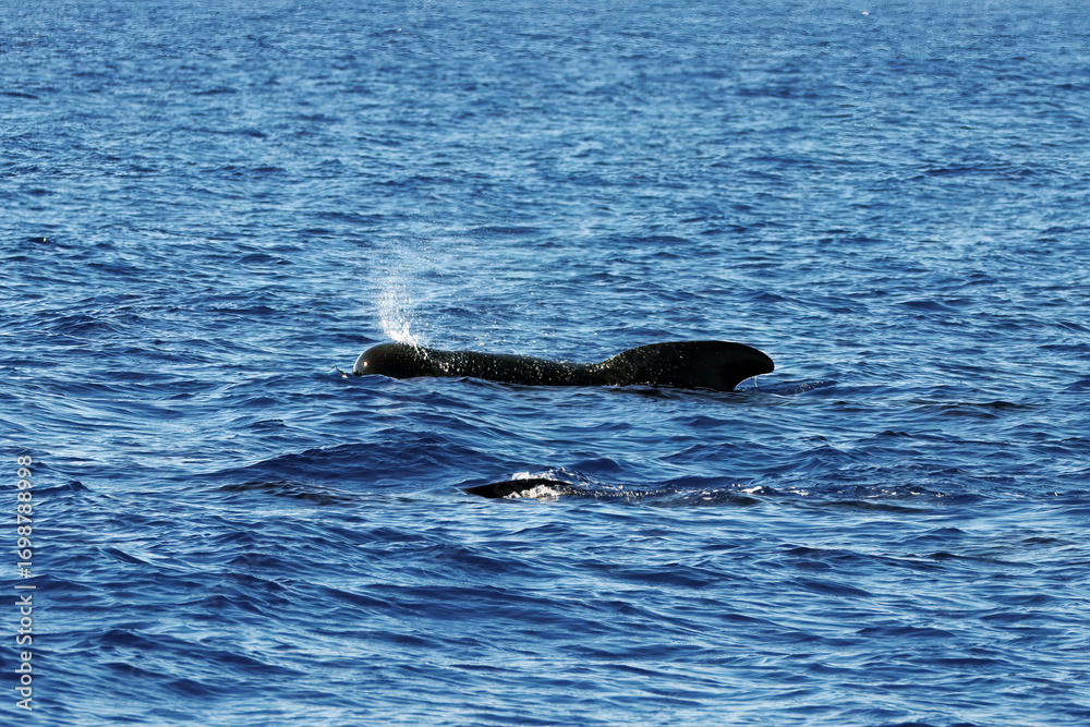 Fototapeta premium Pilot whale, Globicephala melas, with blue wate