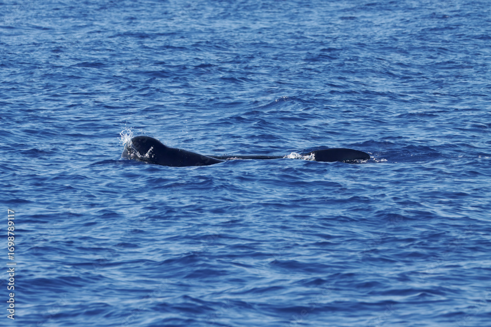 Fototapeta premium Pilot whale, Globicephala melas, with blue wate