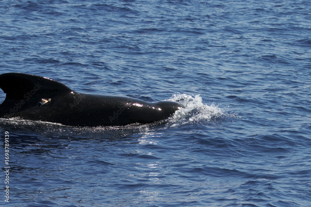 Fototapeta premium Pilot whale, Globicephala melas, with blue wate
