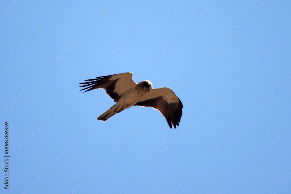 Obraz premium Booted eagle, Hieraaetus pennatus