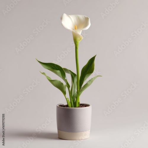 White calla lily plant in pot