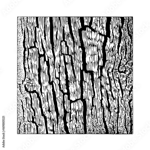 Detailed black and white illustration of tree bark with deep furrows and textured surface pattern design
