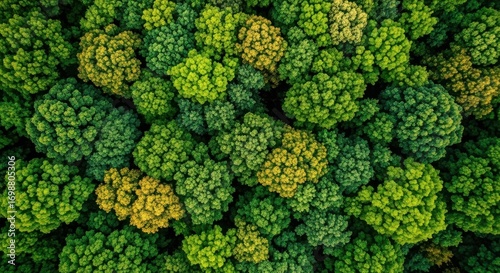 An aerial view of a dense forest canopy with vibrant green and yellow trees