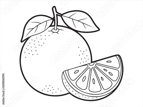 Botanical citrus outline design for coloring books and food art