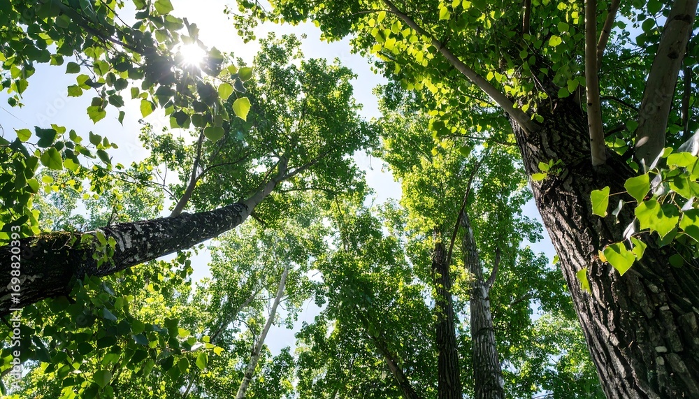Fototapeta premium Lush green trees reaching towards a bright sky