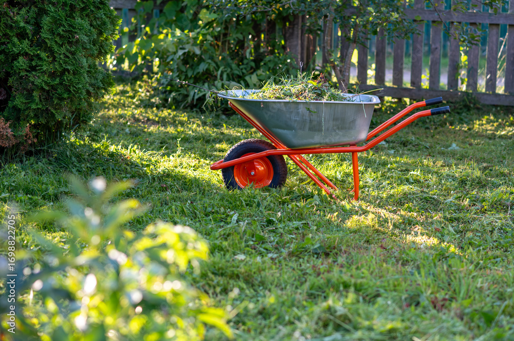Fototapeta premium Wheelbarrow with cut grass on green lawn in backyard garden in summer