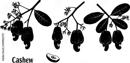 Cashew nuts vector illustration: botanical art of cashew fruit on branch with leaves vector silhouette illustration isolated on white background 