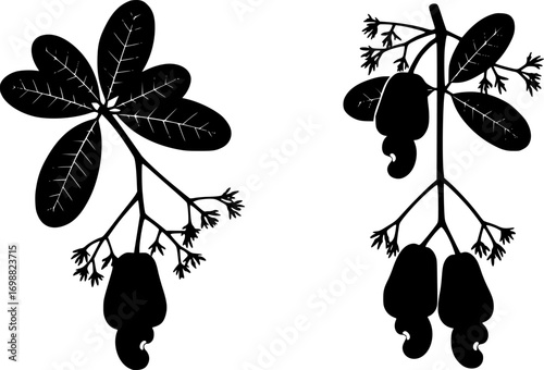 Cashew nuts vector illustration: botanical art of cashew fruit on branch with leaves vector silhouette illustration isolated on white background 