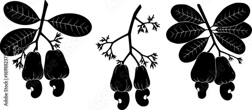 Cashew nuts vector illustration: botanical art of cashew fruit on branch with leaves vector silhouette illustration isolated on white background 