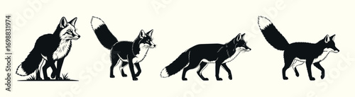 Collection of monochrome fox illustrations depicting a walking cycle sequence. Elegant vector set of a wild animal in various graceful poses