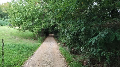 Walking along a rural forest road on a summer evening