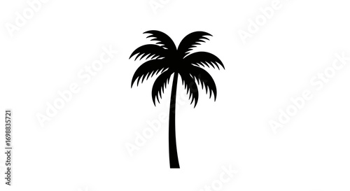 Silhouette of a palm tree on white background for design projects
