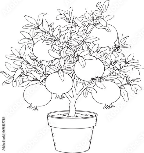 Detailed outline drawing of a potted pomegranate tree laden with ripe fruit
