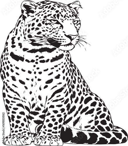 Detailed black and white illustration of a majestic leopard sitting and looking to the side