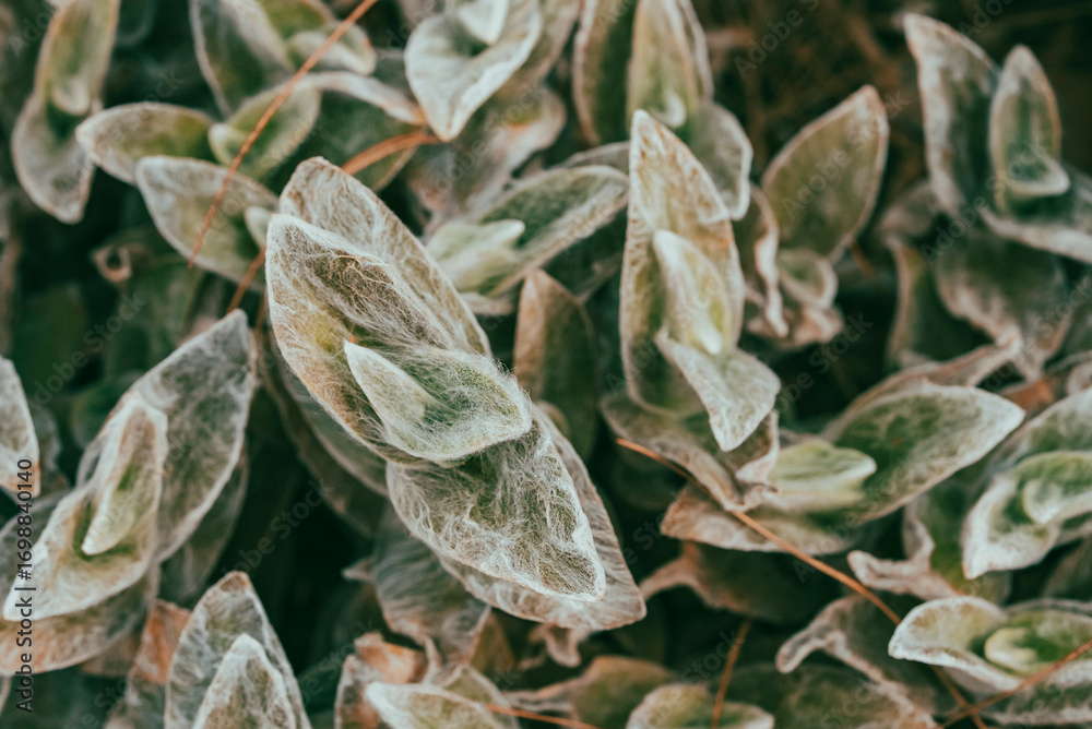 Fototapeta premium Tradescantia sillamontana is a perennial evergreen herbaceous plant of the genus Tradescantia. This species is one of the most succulent and xerophytic species of Tradescantia.