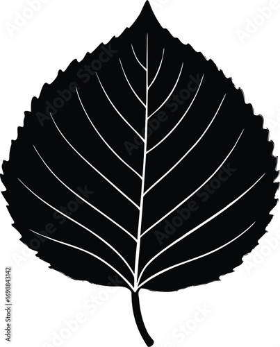 Linden Leaf Silhouette Illustration | Linden Leaf Outline Vector