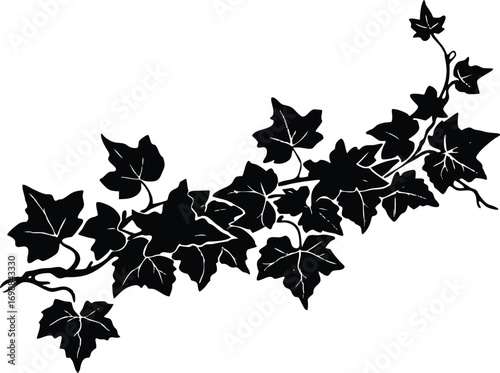 Ivy Creeping Silhouette Illustration | Ivy Vine Outline Vector