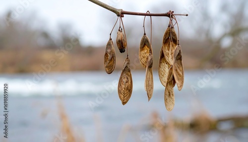 Dried seed pods hang from branch over river