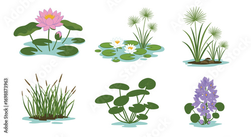 Illustration of various aquatic plants including water lilies, papyrus, and cattails on transparent background