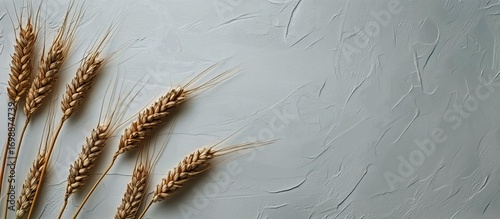 Several Stalks of Ripe Wheat Laying on a Textured Neutral Background