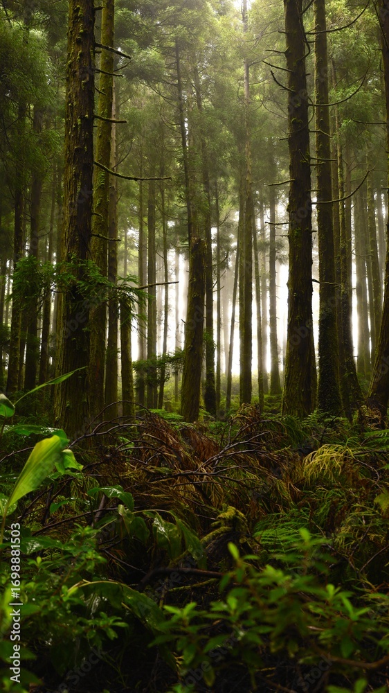 Fototapeta premium forest in the morning fog