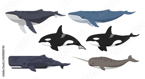 Diverse cartoon whale species collection - blue whale, orca, sperm whale, narwhal, flat illustration style.