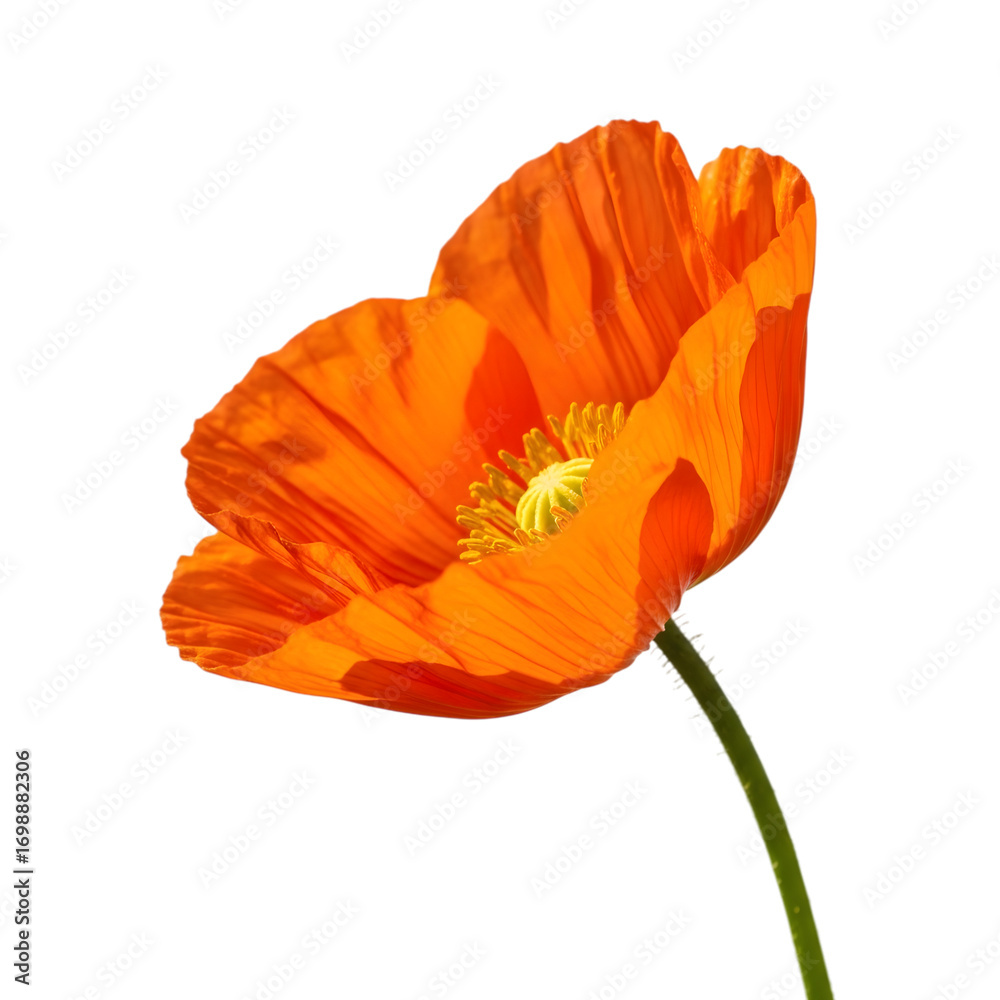 Naklejka premium Bright orange poppy flower isolated on transparent background in full bloom