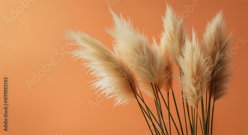 Beige Pampas Grass Placed in Front of Plain Orange Background During Daytime.