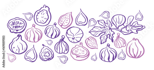 Isolated vector illustration of fig fruits, fig slices and fig branch with leaves in plum and purple colors. Fig set. Outline vintage style on white background. Hand drawn for menu and print.