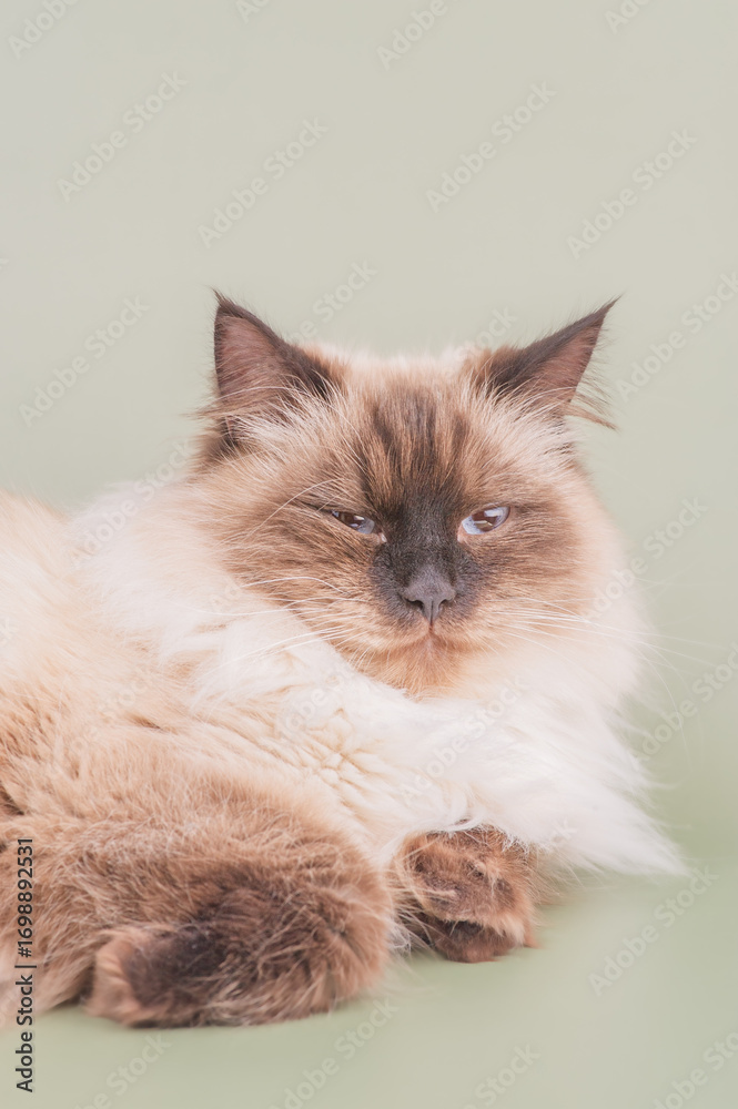 Fototapeta premium A beige cat on a green background.