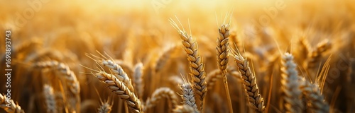 Golden Hour Illuminates a Beautiful Wheat Field at Sunset During Harvest Season.