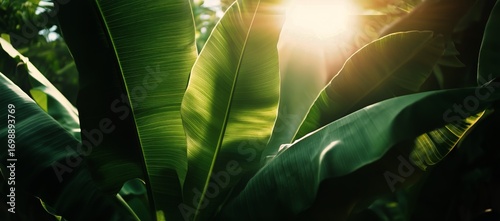 Close-Up on Lush Green Banana Leaves Shining Brightly Under the Tropical Sunl...