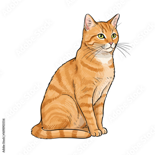 Thoughtful orange cat sitting on white background  