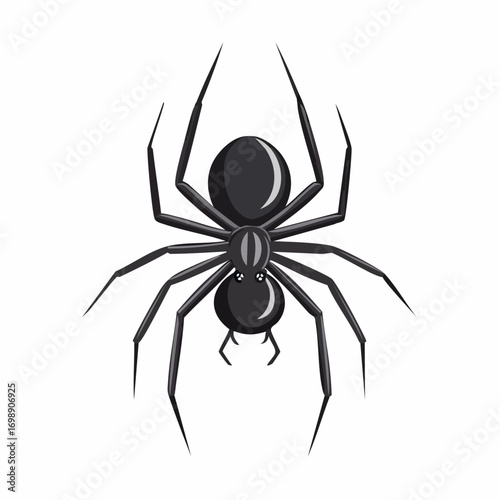 spider on white background
