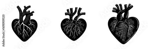 The Anatomical Heart features a detailed illustration of a human heart in a bold, black silhouette, emphasizing the complexity of its chambers, valves, and vessels