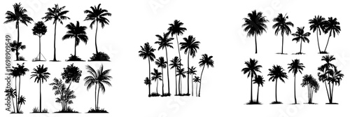 Palm Tree Collection is a set of four stylized black and white illustrations of palm trees that display variations in composition and size, ideal for tropical designs or branding